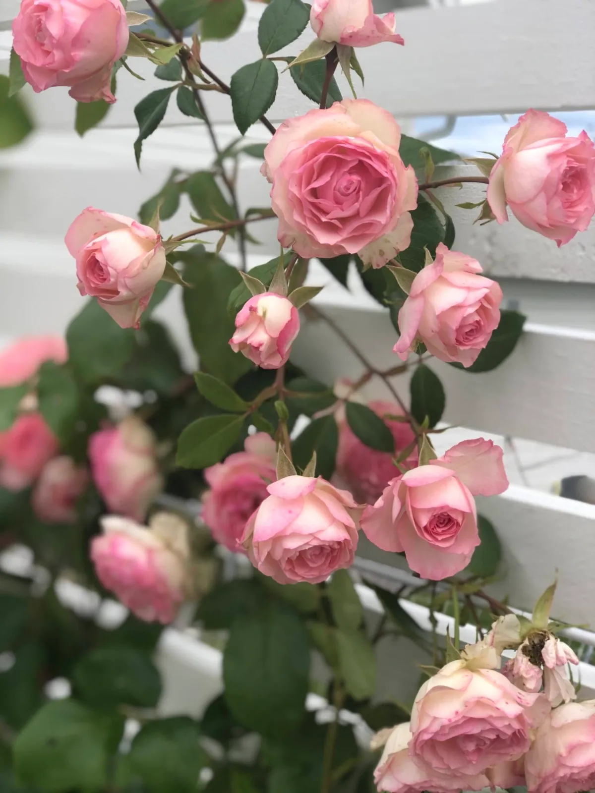 Sigtuna – familjeliv för gemenskap och bad — bild 10