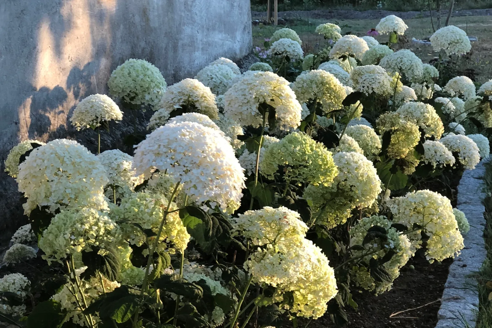 Gotland – kalksten och torktåligt — bild 12