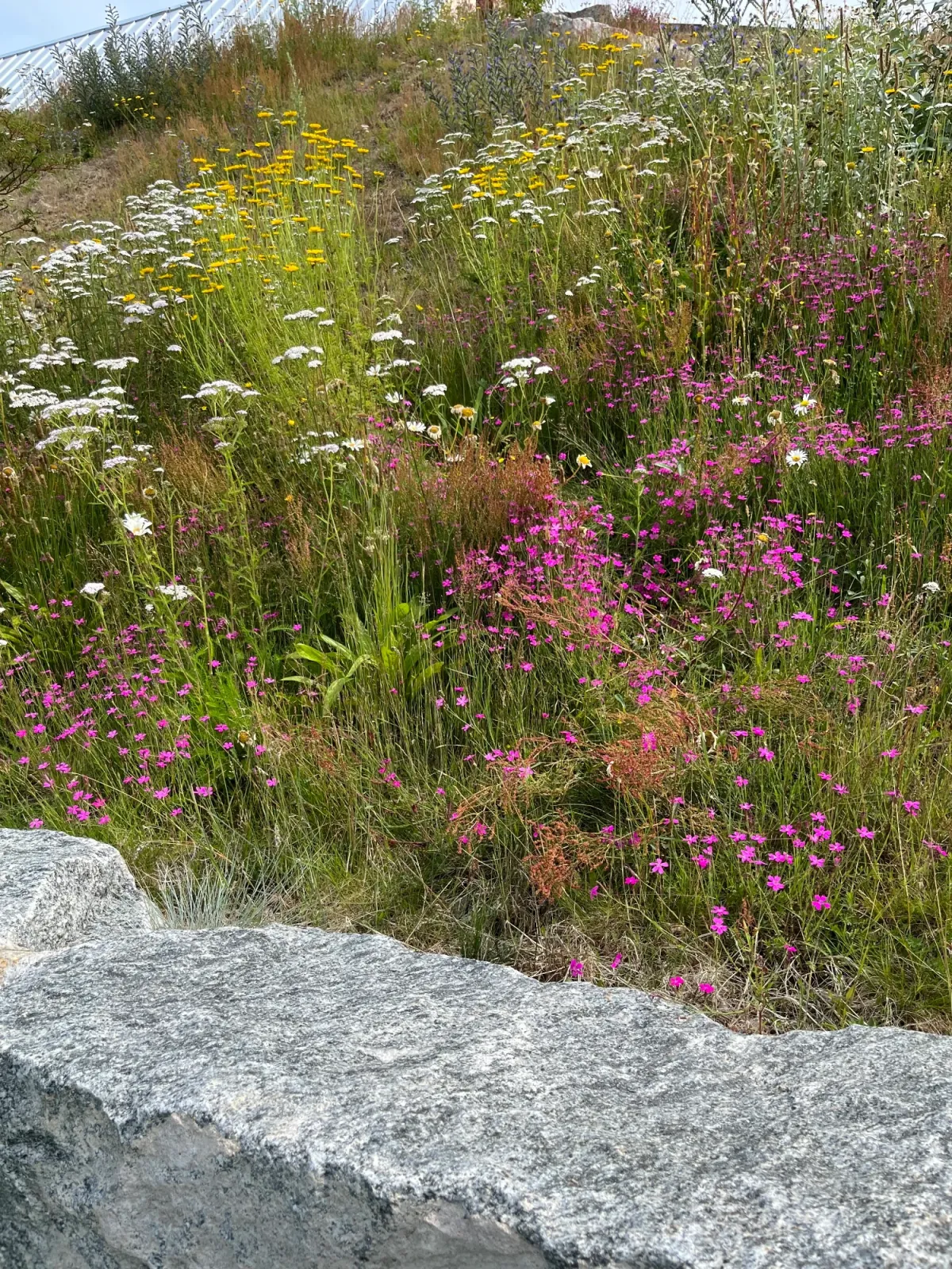 Hälsingland – vid älven — bild 11