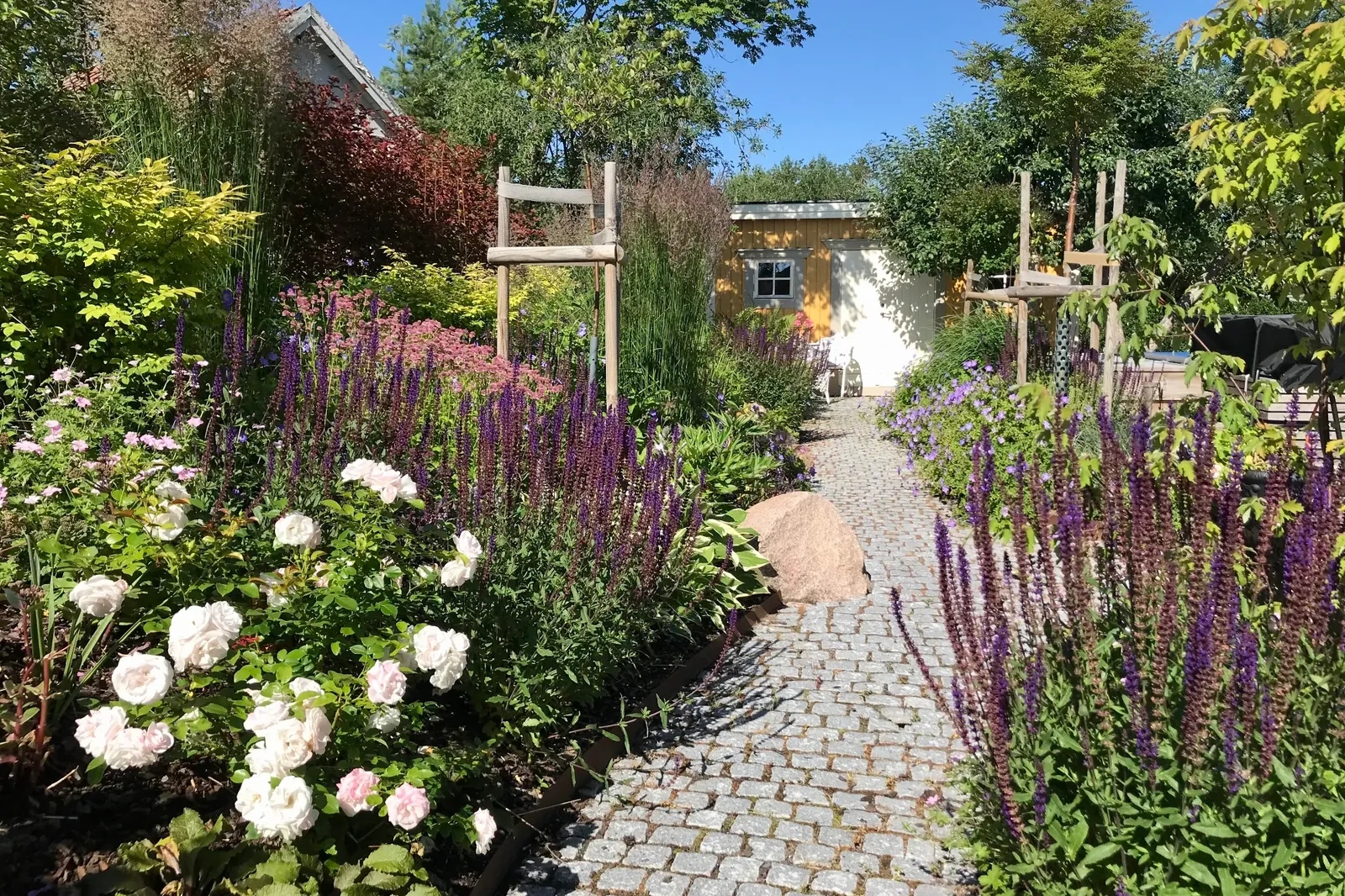 Smågatstensgång kantad av blommande salvia, ljusrosa rosor och sedum leder fram till ett gult uthus i trädgården